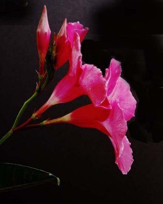 Mandevilla