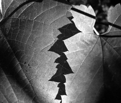 Leaves and Shadows