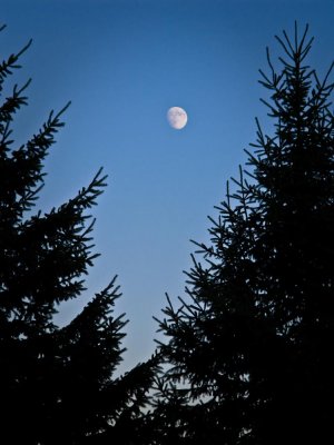 Trees and Moon 
