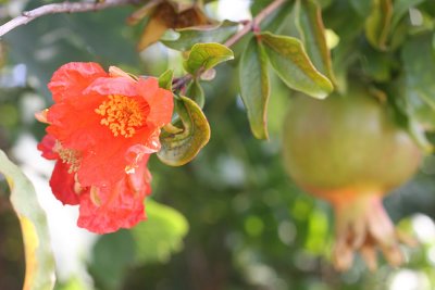 The pomegranate trees in bloom