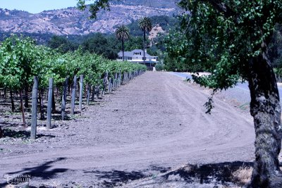 Vineyard in June