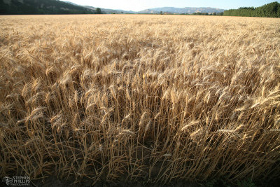 Wheat in the Suisun Valley
