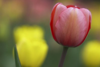 2008 TULIP031w.jpg