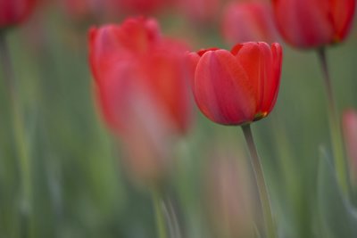 2008 TULIP040w.jpg