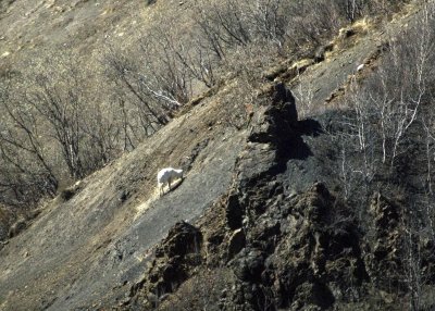 Dall Sheep