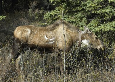 Female Moose