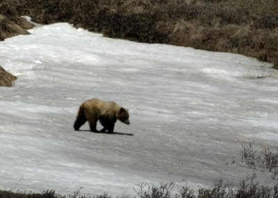 Grizzly Bear