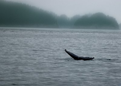 Humpback Whale