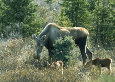 Moose and Babies