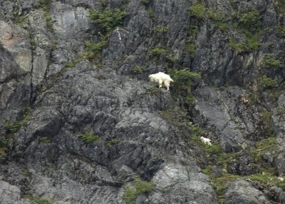Mountain Goat