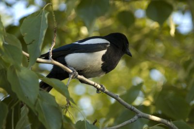 Magpie