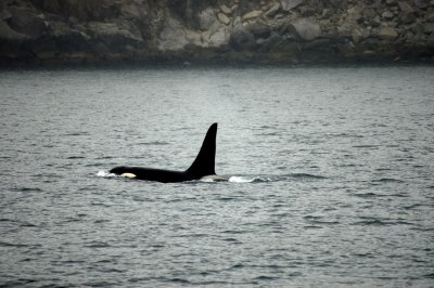 Orca