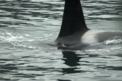 Orca