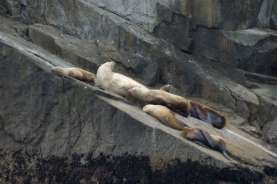Steller Sea Lions