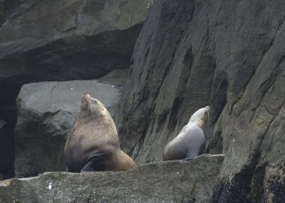 Steller Sea Lions