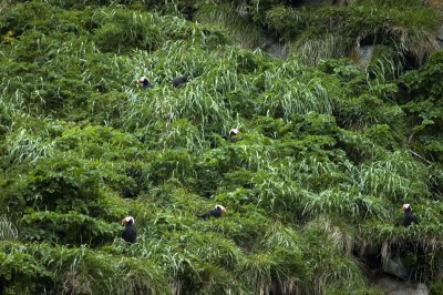 Tufted Puffin on Nests