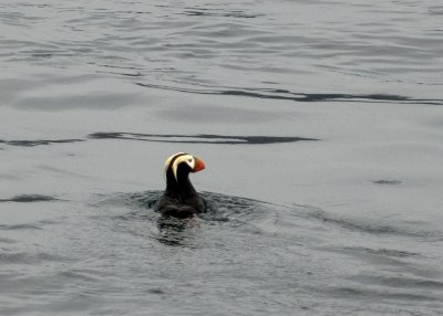 Tufted Puffin
