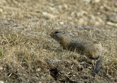 Artic Ground Squirrel