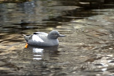 Black Guillemot