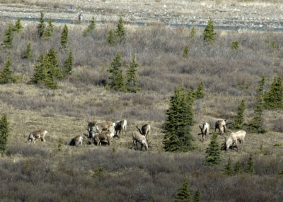 Caribou Herd