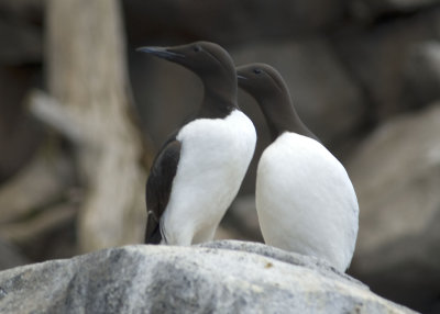 Common Murre