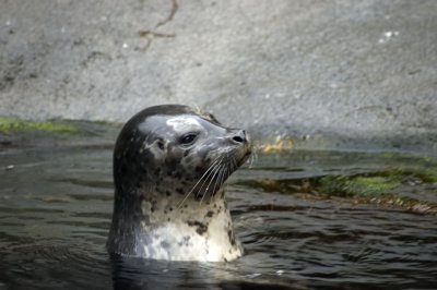 Harbor Seal