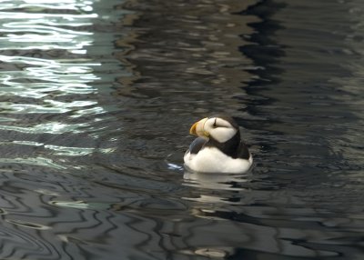 Horned Puffin