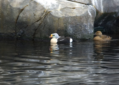 King Eiders