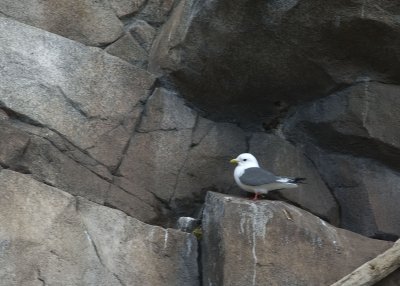 Red-legged Kittiwake