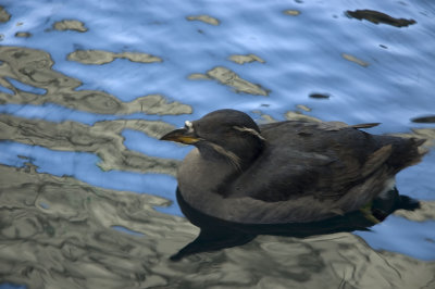 Rhinoceros Auklet