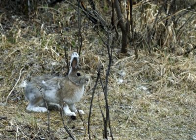 Snowshoe Hare