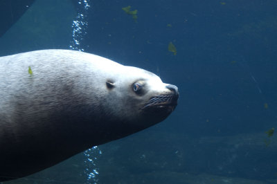 Steller Sea Lion