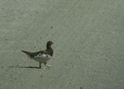 Willow Ptarmigan