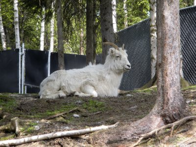 Female Dall Sheep