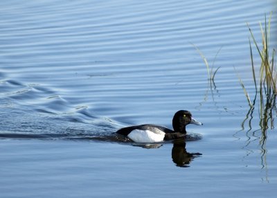 Greater Scaup