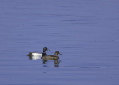 Greater Scaup