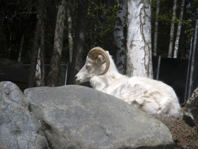 Male Dall Sheep