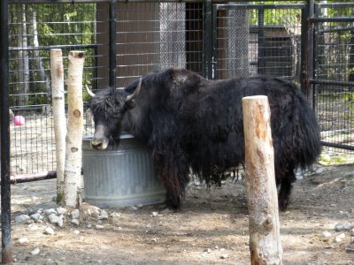 Muskox