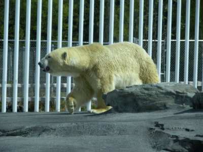 Polar Bear