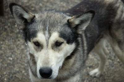 Sled Dog