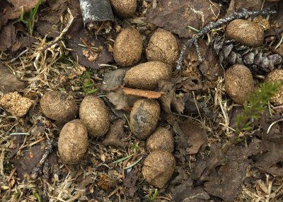 Moose Droppings