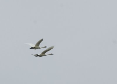 Trumpeter Swans