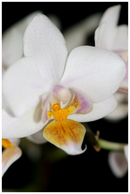 White orchid