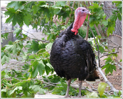 turkey