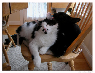 Happy Cats