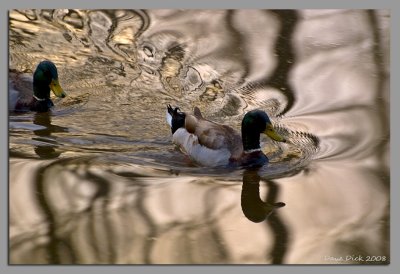Ducks