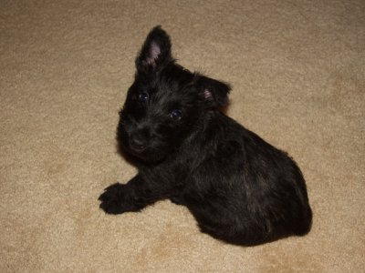 new-pup.JPG