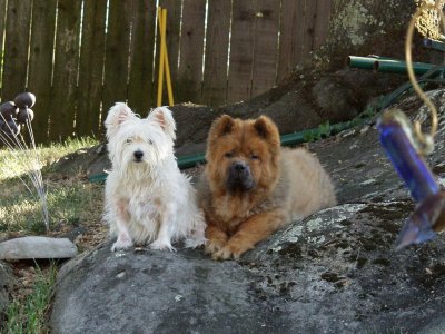 dogs