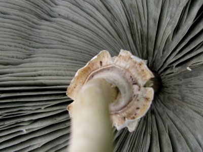 mushrooms_for_sky