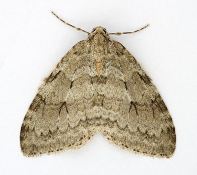 1795 November Moth agg.